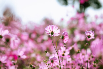 Pink and red cosmos flowers garden and soft focus