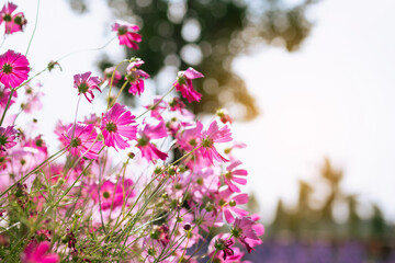 Pink and red cosmos flowers garden and soft focus