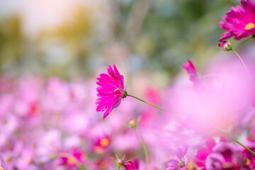 Pink and red cosmos flowers garden and soft focus