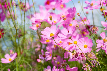 Obraz na płótnie Canvas Pink and red cosmos flowers garden and soft focus