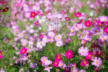 Obraz na płótnie Canvas Pink and red cosmos flowers garden and soft focus