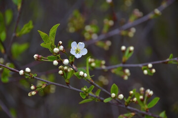Blooming spring cherry