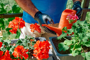 Gardening activity at home. Hands of a man with black gloves watering with watering can the ground in flower pot with geraniums just planted on sunny balcony. Male home gardener leisure. Hobby.