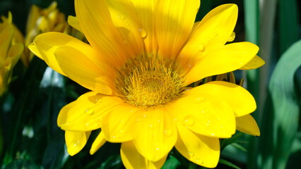 5月に開花した、家庭菜園の黄色い花、ガザニア。