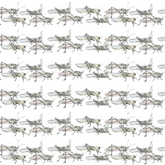 Watercolor illustration seamless pattern of grasshoppers stripe, a muted color sketch. Elegant insects drawn by hand with ink on white.
