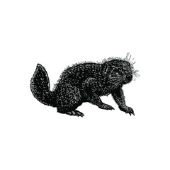 xerus illustration isolated on background	