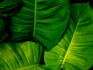 close up of lush green leaf background