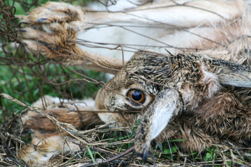Brown european hare (Lepus europaeus) caught in the net - Capturing wild animals for scientific...