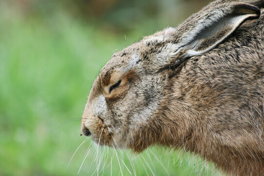 Close up of brown european hare (Lepus europaeus) with closed eyes hiding in vegetation and relying on camouflage - Hare sleeping - Concept of mimicry and ethology