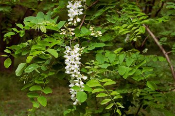 spring flowering white acacia