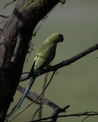 Rose-Ringed Parakeet in a tree. (Psittacula Krameri)
