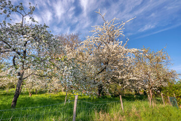 Obraz premium Streuobstwiesen am Lohrberg im Frankfurter Stadtteil Seckbach 