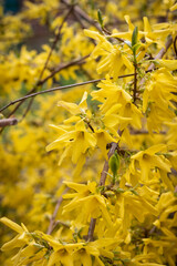 Forsythia branch in the sun
