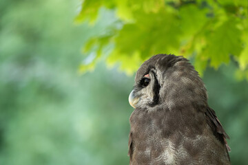 Retrato de Buho lechoso