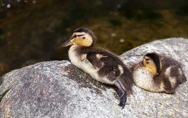 two ducklings on the beach