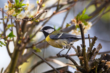Great tit (Parus Major)&nbsp;sitting on a tree in the garden