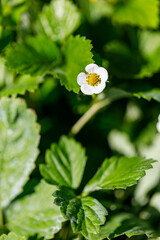 Beautiful flower close-up