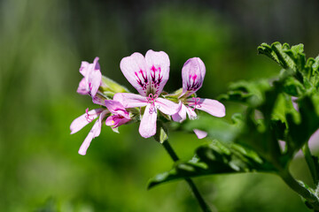 Beautiful flower close-up