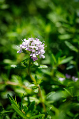 Beautiful flower close-up