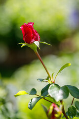 Beautiful flower close-up