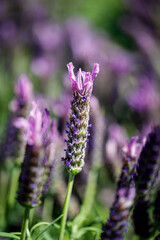 Beautiful flower close-up