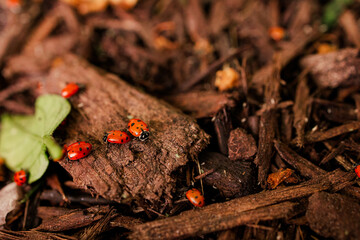 red lady bugs eating aphids on dark mulch