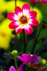 Beautiful flower close-up