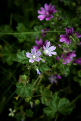 Malva sylvestris flowers.  Common mallow (Malva sylvestris) flowers. Wild Mallow Malva sylvestris.