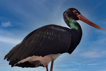 Black stork captured in freedom in the foreground with the sky in the background