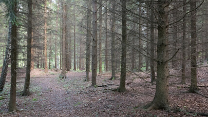 Fototapeta na wymiar footpath in the dead forest