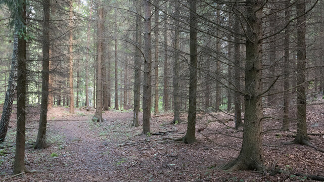 footpath in the dead forest