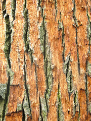 scuffed brown living bark of an old tree