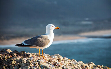 Fototapeta na wymiar A seagull flying the sky of the Atlantic coast