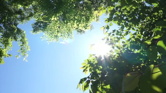 夏の青空太陽の木漏れ日