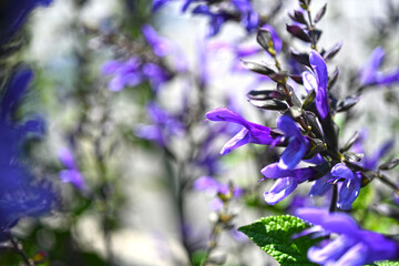 Salvias. Closeup purple flowers (salvia officinalis) in the garden. 