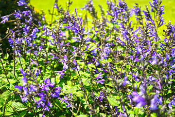 Obraz na płótnie Canvas Salvias. Closeup purple flowers (salvia officinalis) in the garden. 