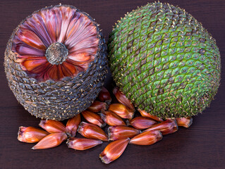 Closeup of araucaria pine cone from Brazil with pine nuts.