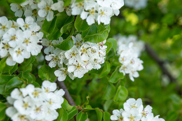The floral background is a pear branch with large white flowers.