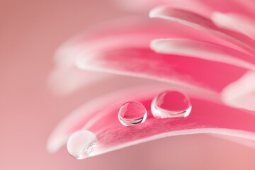 Pink flower petals  with water drop close up. Macro photography of gerbera flower petals with dew.