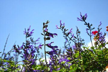Salvias. Closeup purple flowers (salvia officinalis) in the garden. 