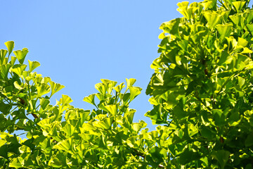 Fototapeta premium Ginkgo biloba green leaves on a tree in Chine,