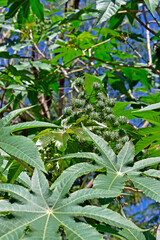 Castor bean fruits (Ricinus communis) on tree, Rio