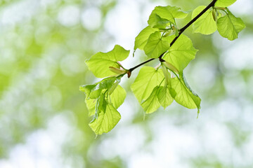 green leaves bloom on a branch. The beginning of spring.