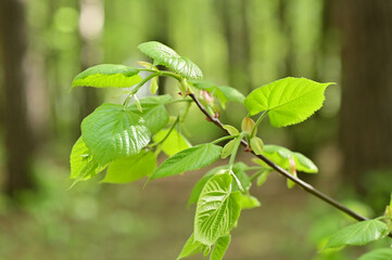 green leaves bloom on a branch. The beginning of spring.