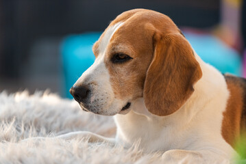 Cute beagle dog lying on a garden sofa in backyard