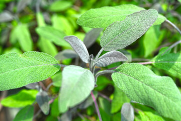 Close-up of sage plant in herb garden used for cooking. Homegrown and aromatic herb in old clay pot. Set of culinary herb. Green growing sage.