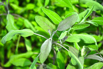 Close-up of sage plant in herb garden used for cooking. Homegrown and aromatic herb in old clay pot. Set of culinary herb. Green growing sage.