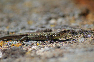 lizard on the sand