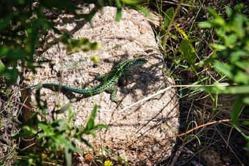 Obraz premium Podarcis tiliguerta