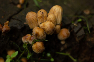 A group of orange mushrooms on a tree trunk in the forest.